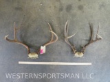 2 Mule Deer Racks (2x$) TAXIDERMY