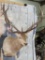 15 PT Red Stag Sh Mt TAXIDERMY
