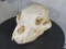Nice Black Bear Skull TAXIDERMY