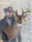 Nice 11 Pt Whitetail Wall Pedestal TAXIDERMY