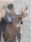 Heavy 13 Pt Whitetail Sh Mt TAXIDERMY