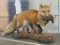 Very Nice Lifesize Red Fox w/Quail on Base TAXIDERMY
