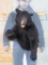 Nice 1/2 Body Black Bear in Cool Pose TAXIDERMY