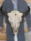 Buffalo/Bison Skull w/Removable Horns TAXIDERMY