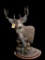 Big heavy antlered Canadian, Whitetail deer Pedestal shoulder mount, 11 points, on natural looking b