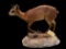 Beautiful little Cape Grysbok, on natural base, Trophy size 2 3/4 inch horns, - 23 inches tall, 25 i