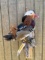 Beautiful, Rare, Mandarin duck, bird taxidermy mount, on wood base, 18 inches tall, 9 inches out fro