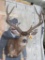 11 Pt Mule Deer Sh Mt TAXIDERMY