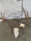 10 Pt Whitetail Skull TAXIDERMY