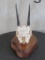 Nice Skull w/All Teeth on Table Pedestal TAXIDERMY