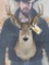Small Vintage 8 Pt Whitetail Sh Mt TAXIDERMY