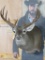 Newer 11 Pt Whitetail Sh Mt TAXIDERMY