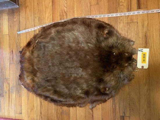 XL, soft tanned Beaver, hide, fur, pelt, 35 inches long, and 24 inches wide, great log cabin, taxide