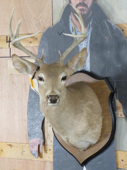 10 Pt Whitetail on Plaque TAXIDERMY