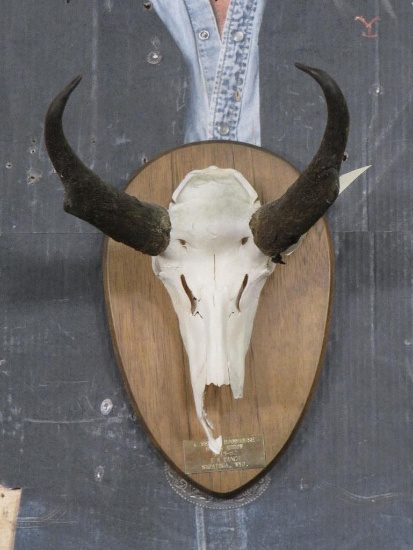 Pronghorn Skull on Plaque TAXIDERMY