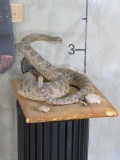 Vintage Lifesize Rattlesnake (Western Diamondback) on Base -Snake needs repairs TAXIDERMY