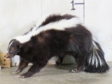 Lifesize Free Standing Skunk TAXIDERMY