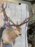 15 PT Red Stag Sh Mt TAXIDERMY