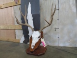 Nice Mule Deer Antlers on Reproduction Skull on Table Pedestal TAXIDERMY