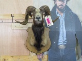 Corsican Sheep Sh Mt on Plaque TAXIDERMY