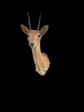 Nice, little pigmy, Oribi Antelope, sho. mount, 22 inches tall, 12 inches out from the wall, - horns