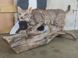 Lifesize Bobcat on Limb Base TAXIDERMY