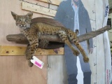 Lifesize Laying Bobcat on Limb Approx 41