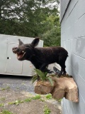 Black wild boar Lifesize Taxidermy mount Hangs in the wall , light weight Repro rock base 33 inches