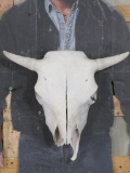 Buffalo Skull *No Caps* TAXIDERMY
