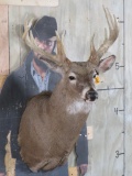 Heavy 13 Pt Whitetail Sh Mt TAXIDERMY