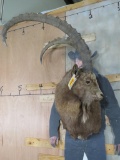 Siberian Ibex Sh Mt TAXIDERMY