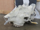 Partial Giraffe Skull TAXIDERMY