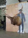 Newer Elk Sh Mt TAXIDERMY