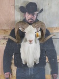 Nice TX Dall Sheep Sh Mt TAXIDERMY