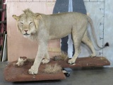 Lifesize African Lion on Base *TX RESIDENTS ONLY* TAXIDERMY