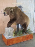 Nice Lifesize Alaskan Brown Bear on Base w/Castors TAXIDERMY