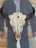 Buffalo/Bison Skull w/Removable Horns TAXIDERMY