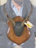 PRONGHORN RACK ON PLAQUE TAXIDERMY