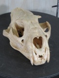 Leopard Skull *TX RESIDENTS ONLY* TAXIDERMY