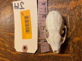 Large male, Pine Marten, skull, with All teeth, rarely seen, Excellent skull, 3 inches long, & 1 1/2