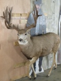 Lifesize Mule Deer *No Base & Reproduction Atlers* TAXIDERMY