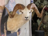Dall Sheep Sh Mt W/XL Reproduction Horns TAXIDERMY