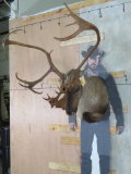 Nice Double Shovel Caribou Sh Mt in Fight Pose TAXIDERMY