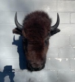 NEW, taxidermy, Buffalo-Bison shoulder mount 37 inches tall, 31 inches out from the wall, the REAL h