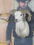TX Dall Sheep Sh Mt TAXIDERMY