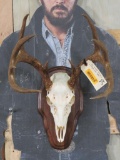Nice 10 Pt Whitetail Skull w/All Teeth on Plaque TAXIDERMY