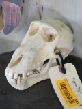 Baboon Skull TAXIDERMY ODDITY