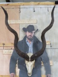 Kudu Skull w/Removable Horns TAXIDERMY