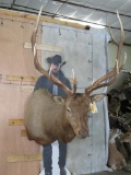 Elk Sh Mt TAXIDERMY