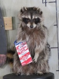 Lifesize Raccoon Snacking on Cracker Jacks TAXIDERMY